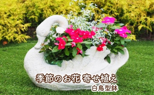 季節のお花寄せ植え（白鳥型鉢）