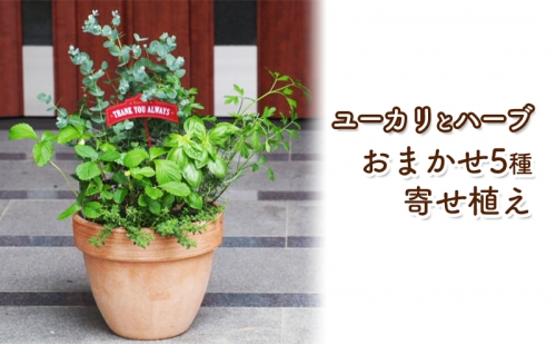ユーカリとハーブ5種 寄せ植え テラコッタ鉢 24cm 植物 ガーデン インテリア 202169 - 福岡県朝倉市