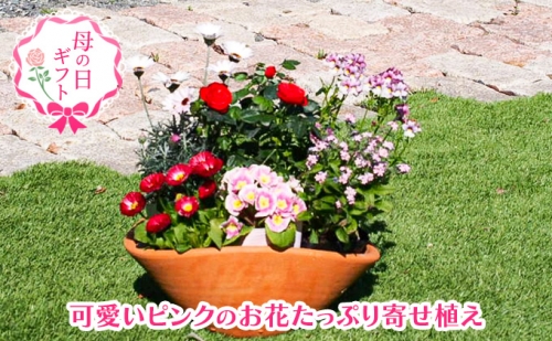 【母の日 ギフト】可愛いピンクのお花たっぷりの 寄せ植え（舟形Mサイズ）1個（オンライン決済限定） 202269 - 福岡県朝倉市
