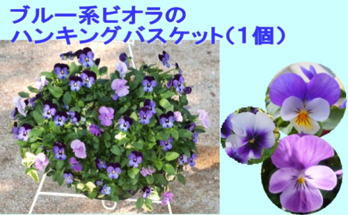 ビオラ・パンジーのハンキング バスケット（ブルー系） 花  202432 - 福岡県朝倉市