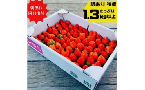 【訳あり】《限定4月発送》 朝採り同日出荷 いちご　御前崎産かおり野　訳ありお得パック 1.3kg｜フルーツ 果物 くだもの 果実 おやつ デザート 静岡 2024848 - 静岡県御前崎市