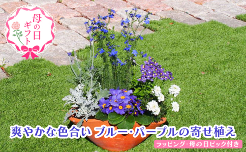 【母の日 ギフト】ブルー・パープルの 寄せ植え（舟形Mサイズ）1個（オンライン決済限定） 植物  202591 - 福岡県朝倉市
