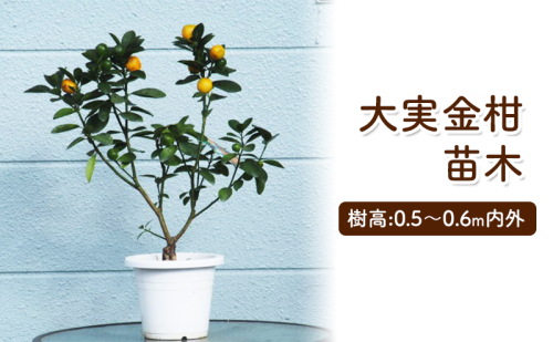 苗木 きんかん 大実金柑 キンカン 金柑 プラスティック鉢 植物 ガーデン インテリア  202598 - 福岡県朝倉市