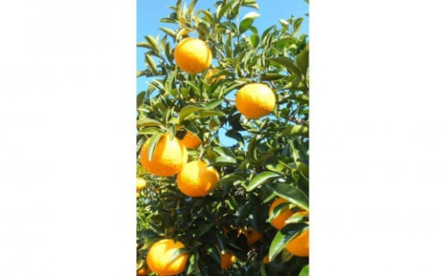 先行受付！訳アリ 清水の早生甘夏みかん　計8kg以上　痛み補償分付き◇ 2026053 - 静岡県静岡市