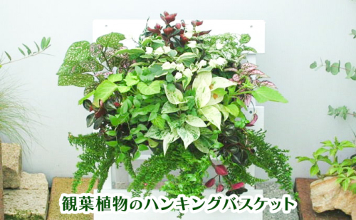 観葉植物のハンギングバスケット  202613 - 福岡県朝倉市