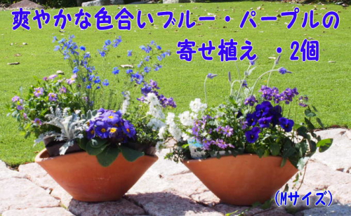 ブルー・パープルの寄せ植え（舟形Mサイズ）2個 花 植物  202615 - 福岡県朝倉市