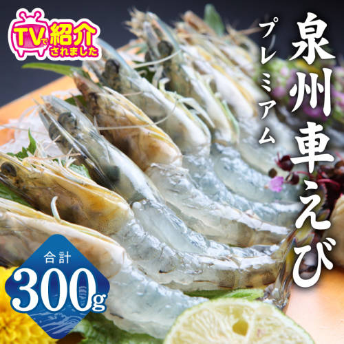 【TVで紹介！】泉州車えび 300g【生食可 海鮮 車海老 車エビ 海老 えび エビ 刺身 産地直送 急速冷凍 鮮度抜群】 G2179 2026893 - 大阪府泉佐野市