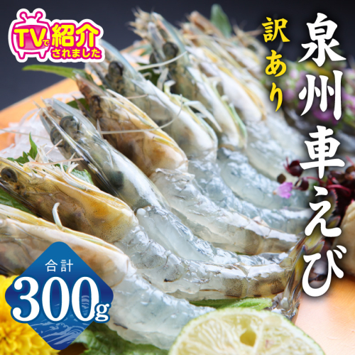 【TVで紹介！】泉州車えび 300g【訳あり サイズ不揃い 生食可 海鮮 車海老 車エビ 海老 えび エビ 刺身 産地直送 急速冷凍 鮮度抜群】 G2185 2026894 - 大阪府泉佐野市