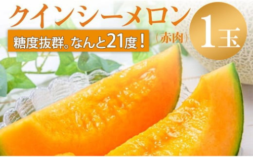 来年2026年先行予約！【発送5月上旬～】糖度21度以上！奇跡の甘さ クインシー メロン 1玉 めろん 赤肉 人気 おすすめ クインシー 甘い フルーツ 濃厚 くだもの 高糖度 自家栽培 めろん 贈答用 贈り物 プレゼント  送料無料 片岡農園 クレストファーム 茨城県 鉾田市 2027566 - 茨城県鉾田市