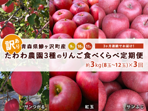 りんご 定期便 3ヶ月 青森 訳あり リンゴ 3種 サンつがる 紅玉 サンふじ 約3kg (8～12玉)  3回 たわわ農園 フルーツ 果物 定期 お楽しみ 9月・10月・11月発送予定 オンライン決済限定 202957 - 青森県鰺ヶ沢町