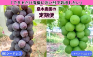 「できるだけ有機に近い形で栽培したい」 桑本農園の定期便（シャインマスカット・BKシードレス）