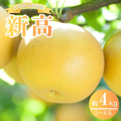【2026年先行予約】［大原観光果樹園］岡山県産 旬の梨（新高）（約4kg ５～６玉）【026-a023】 2034128 - 岡山県鏡野町