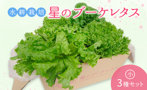 【水耕栽培】星のブーケレタス3種セット（小）（クリスピーレタス 2株、ロメインレタス 1株、リーフレタス 1株） 2034357 - 福井県おおい町