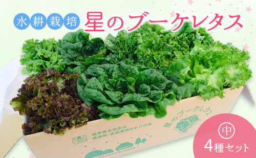 【水耕栽培】星のブーケレタス4種セット(中)(クリスピーレタス 2株、ロメインレタス 2株、リーフレタス 2株、レッドリーフレタス 1株 2034358 - 福井県おおい町