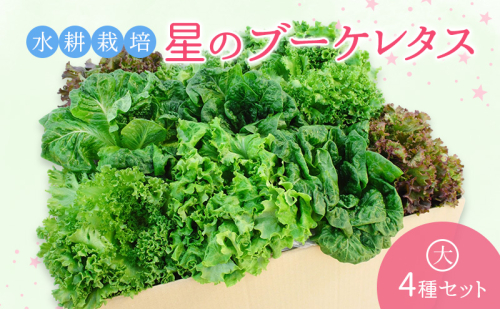 【水耕栽培】星のブーケレタス4種セット(大)(クリスピーレタス 2株、ロメインレタス 2株、リーフレタス 2株、レッドリーフレタス 2株、おまかせレタス 1～2株 2034359 - 福井県おおい町