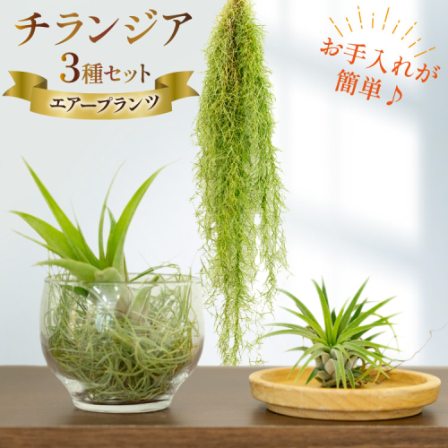 AI177 チランジア 3種 セット [ 観葉植物 インテリア エアープランツ エアプランツ フレクスオーサ イオナンタ スパニッシュモス お試し 植物 ガーデン グリーン 北尾洋蘭園 長崎県 島原市 ] 2034953 - 長崎県島原市