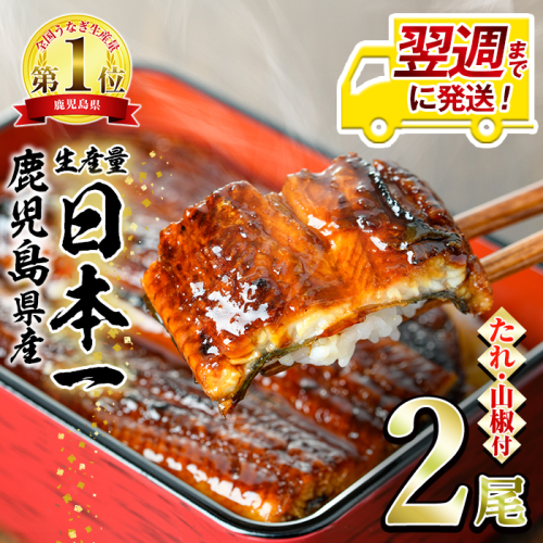 【0134332a-1W】＜翌週までに発送＞東串良町のうなぎ蒲焼(無頭)(2尾・計約300g・タレ、山椒付)うなぎ 高級 ウナギ 鰻 国産 蒲焼 蒲焼き たれ 鹿児島 ふるさと 人気【アクアおおすみ】 2038794 - 鹿児島県東串良町