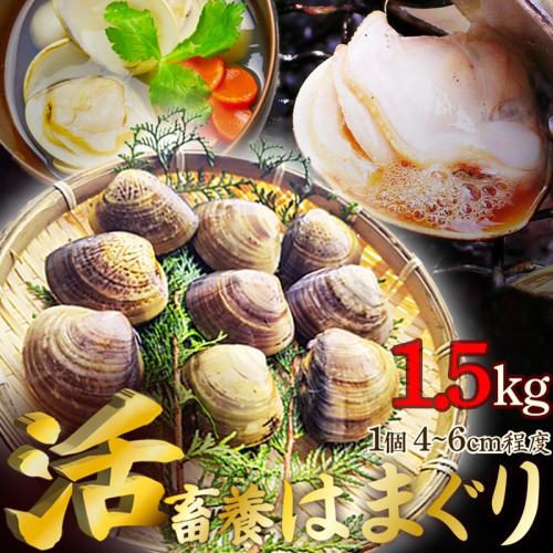 畜養活はまぐり 1.5kg 2038803 - 京都府京丹後市