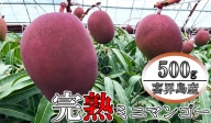 【訳あり】喜界島産完熟ミニマンゴー 500g(２～３玉)