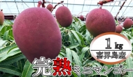 【訳あり】喜界島産完熟ミニマンゴー １kg(５～６玉)