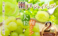 瀬戸ジャイアンツ 2房 (1房約700g〜) | フルーツ ぶどう ブドウ 葡萄 皮ごと 果物 くだもの 種なし 兵庫県 上郡町