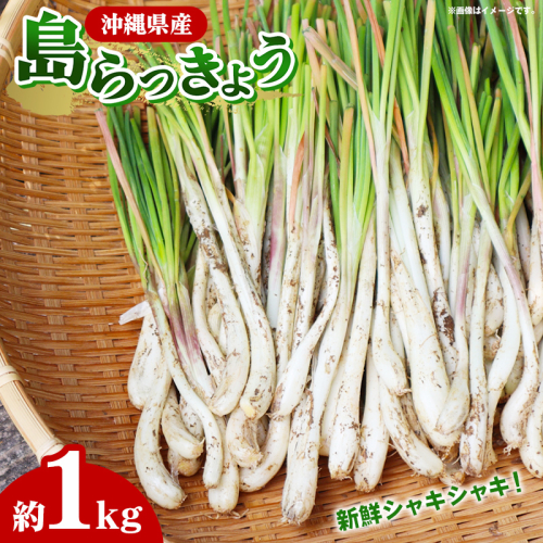 【産地直送】南国フーズの島らっきょう約1kg - 国産 生らっきょう 甘酢漬け 漬物 天ぷら チャンプルー おすすめ 送料無料 沖縄県 八重瀬町産 2048207 - 沖縄県八重瀬町