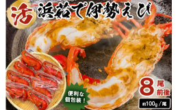伊勢えびは食べたいけど生は苦手、生きているのを触るのもちょっと怖い、そんな方にオススメ！水揚げされた伊勢えびを活締めして一気にボイル、高鮮度のまま甘みと旨味を封じ込めました！伊勢海老らしいキレイな赤が