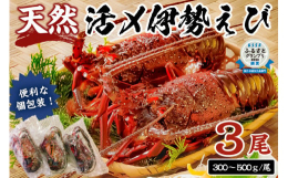 【ESSE ふるさとグランプリ2023 魚介・水産加工品部門 銀賞受賞返礼品】房州が誇る水揚げ日本一の伊勢えびから、よりぬきを活〆急速凍結。お刺身OKの高品質で甘みたっぷりの伊勢えびをお届け！冷凍して
