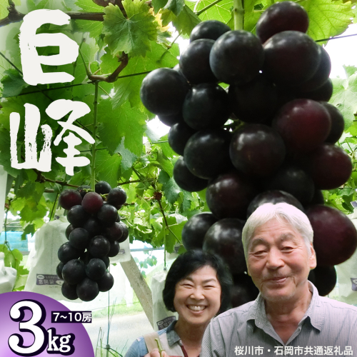 巨峰 約3kg (桜川市・石岡市共通返礼品） 2026年8月下旬発送開始 開田ぶどう園 産地直送 フルーツ 甘い 直送 茨城 限定 ぶどう 巨峰 果物 [DO003sa] 2051302 - 茨城県桜川市