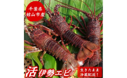 お刺身、茹で、姿焼き、味噌汁など、様々な調理方法で食される伊勢海老。その名のとおり、三重県が全国的に有名ですが、漁業が盛んなここ南房総館山もまた、全国に誇る伊勢海老の産地です。館山市では布良(めら)漁