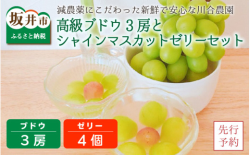 【先行予約】減農薬にこだわった新鮮で安心な川合農園の高級ブドウ 3房 と シャインマスカットゼリー 4個セット【2026年8月中旬以降順次発送予定】【マスカット ブドウ ぶどう 葡萄 果物 くだもの フルーツ 果実 ゼリー 旬 新鮮 セット 詰め合わせ 国産】 [C-7502] 205238 - 福井県坂井市