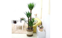 青年の木(ユッカ)の花言葉は「勇壮」です。寒さに強く育てやすいのが特徴で、葉も幹も個性があり楽しめます。ナチュラル感も楽しめるバスケット鉢カバーをセットにしております。ユッカはドラセナの仲間で、新芽が