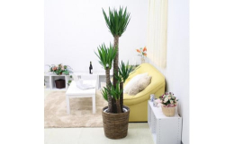 青年の木(ユッカ)の花言葉は「勇壮」です。寒さに強く育てやすいのが特徴で、葉も幹も個性があり楽しめます。ナチュラル感も楽しめるバスケット鉢カバーをセットにしております。ユッカはドラセナの仲間で、新芽が