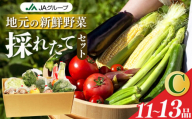 季節の野菜セットC | ヤサイ 野菜 やさい 詰め合わせ セット せっと 詰合せ 組み合わせ まとめ マトメ 奈良県 五條市 果物 新鮮 季節 お試し バーベキュー BBQ おすすめ 冬 春 夏 秋 国産 季節の野菜