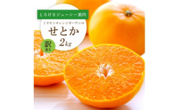 愛媛県内でも屈指のブランド産地である西宇和地区八幡浜市産の「せとか」です。せとかは清見×マーコット×アンコールの掛け合わせで生まれたみかんとオレンジの良い所をギュッと凝縮した品種です。味は甘く、濃厚で