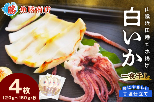【山陰浜田港・水揚げ】 白いか一夜干し（4枚） 魚介類 魚貝類 干物 干もの 一夜干し 白いか 特産品 つまみ 加工品 【136_1996】 2058613 - 島根県浜田市