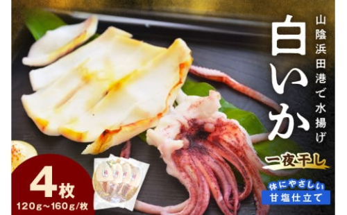 【山陰浜田港・水揚げ】 白いか一夜干し（4枚） 魚介類 魚貝類 干物 干もの 一夜干し 白いか 特産品 つまみ 加工品 【136_0961】 2058613 - 島根県浜田市
