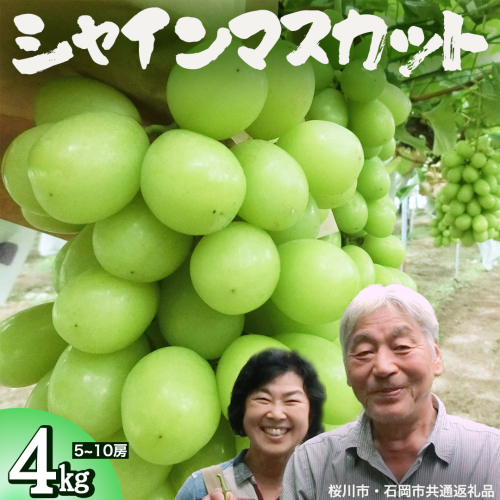 シャインマスカット 約4kg (桜川市・石岡市共通返礼品） 2026年9月上旬発送開始 開田ぶどう園 産地直送 フルーツ 甘い 直送 茨城 限定 ギフト ぶどう シャインマスカット 果物 [DO006sa] 2060368 - 茨城県桜川市