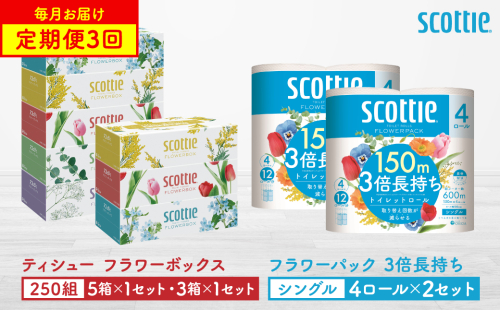 【定期便3回】【毎月1回お届け】【スコッティ】ティシュー フラワーボックス 250組（5箱パック×1セット・3箱パック×1セット）＋フラワーパック 3倍長持ち（4ロール(シングル)パックx2セット）ティッシュ トイレットペーパー 日用品 2060373 - 熊本県八代市