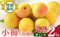 [堀内果実園]特別栽培・大切に育てた小梅(2kg) | 梅 大容量 おすすめ 梅ジュース 梅干し 梅酒 旬 奈良県 五條市
