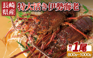 A106p 長崎県産活き大伊勢海老1尾
