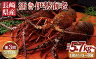 A109a 年3回お届け長崎県産活き伊勢海老 イセエビ いせえび 伊勢えび 伊勢海老