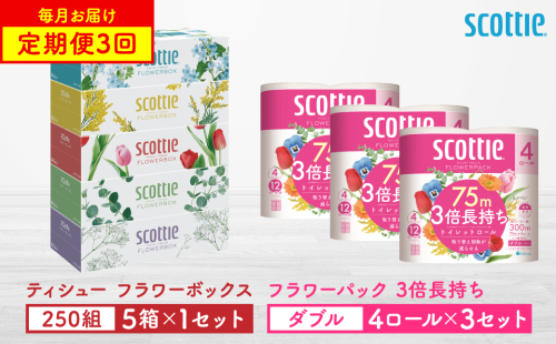 【定期便3回】【毎月1回お届け】【スコッティ】ティシュー フラワーボックス 250組（5箱パック×1セット）＋フラワーパック 3倍長持ち（4ロール(ダブル)パックx3セット）ティッシュ トイレットペーパー 日用品 2061924 - 熊本県八代市
