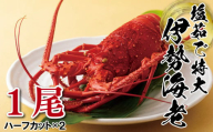 A377p 長崎県産塩茹で特大伊勢海老(1尾)