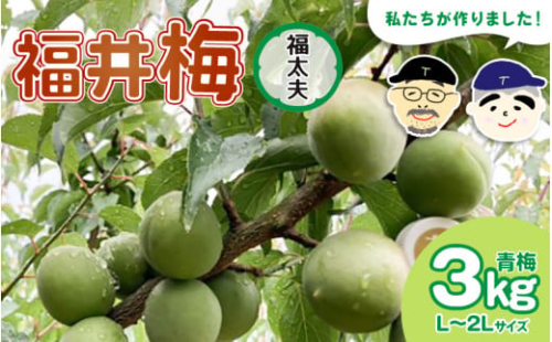 【先行予約】【福井特産】福井梅（福太夫）青梅 3kg（L～2L サイズ）【2026年6月以降順次発送】梅 福井梅 生梅 青梅 完熟梅 梅干し 梅酒 梅干 梅シロップ 梅ジャム 梅ジュース 果物 梅肉 ウメ うめ [m74-a001]