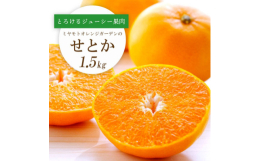 愛媛県内でも屈指のブランド産地である西宇和地区八幡浜市産の「せとか」です。せとかは清見×マーコット×アンコールの掛け合わせで生まれたみかんとオレンジの良い所をギュッと凝縮した品種です。味は甘く、濃厚で