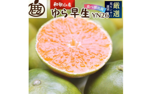 プレミアム 有田みかん（ゆら早生）10kg+250g（傷み補償分） 2067687 - 和歌山県有田川町