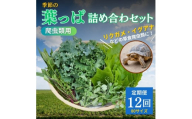 [№5334-0230]【爬虫類用】季節の葉っぱ詰め合わせ【80サイズ12回コース】