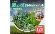 [№5334-0231]【爬虫類用】季節の葉っぱ詰め合わせ【60サイズ12回コース】