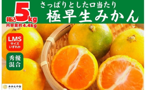 みかん 極早生 箱込 5kg (内容量約 4.4kg)  S/M/Lサイズのいずれか 秀品 優品 混合 有田みかん 和歌山県産 【みかんの会】 2068291 - 和歌山県有田川町